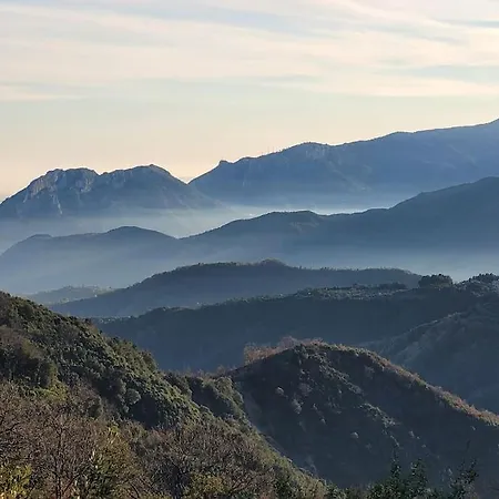 Seele Baumeln Lassen Im Olivenhain *
