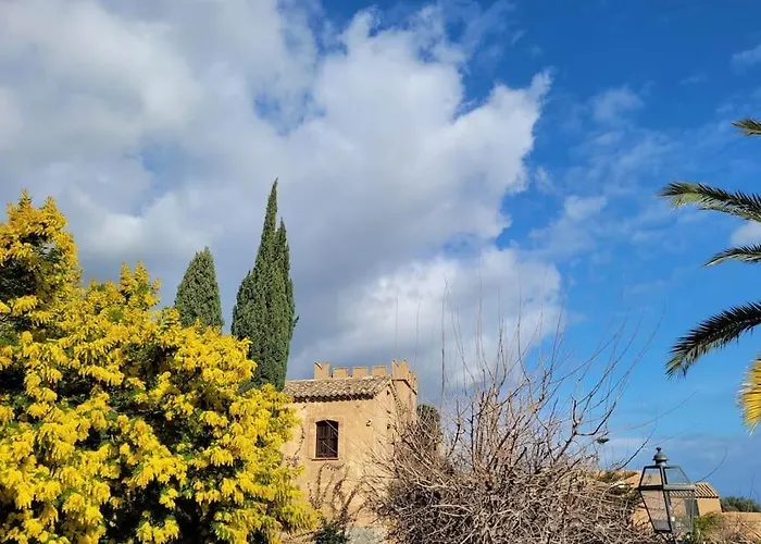 Seele Baumeln Lassen Im Olivenhain