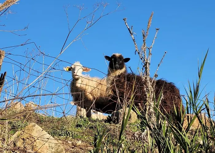 Apartamento Seele Baumeln Lassen Im Olivenhain Santa Caterina dello Ionio