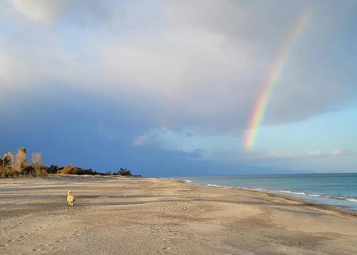 Seele Baumeln Lassen Im Olivenhain